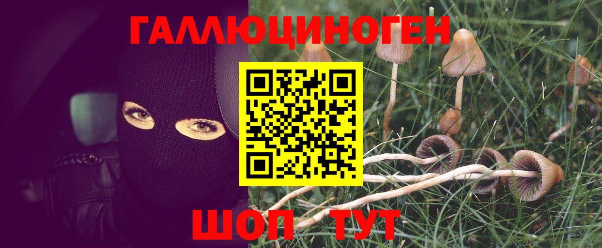 Гуково  Псилоцибиновые грибы прущие грибы  Псилоцибиновые грибы Psilocybine cubensis  Вход с VPN 